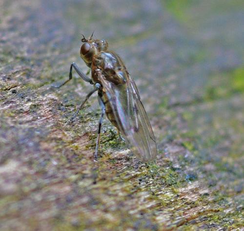 Parydra coarctata